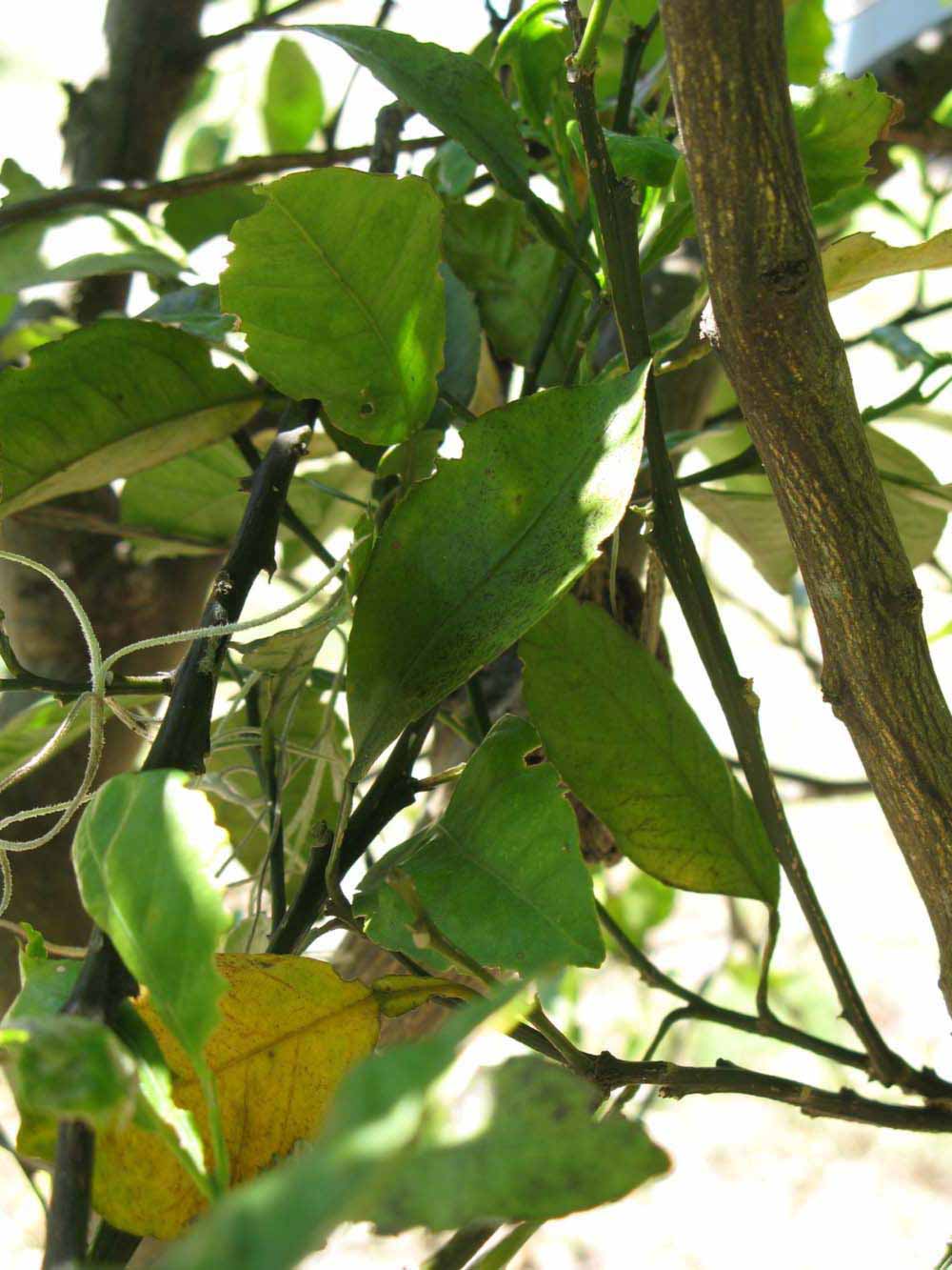              Shade leaves (Winter Haven, FL)       